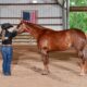 NSBA/AQHA/PHBA All-Around Mare! PRICE REDUCED