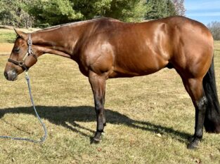 One Hot Krymsun All-Around Gelding