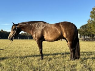 2019 Buckskin Gelding by Full Metal Jacket