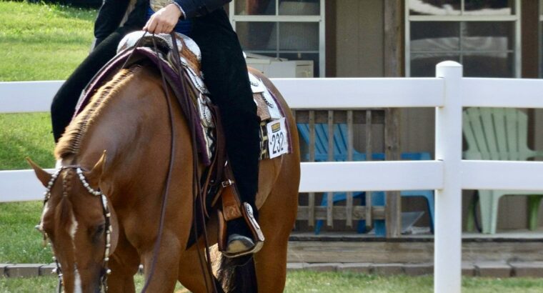 Kid Friendly All-Around Mare