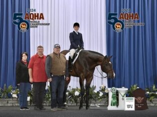 High Caliber Hunter Under Saddle Gelding