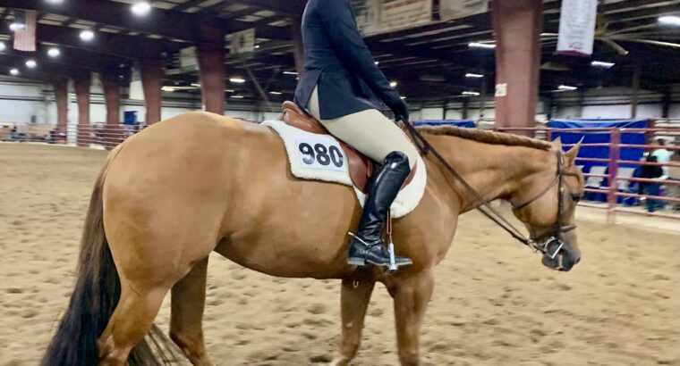 Kid Friendly All-Around Mare