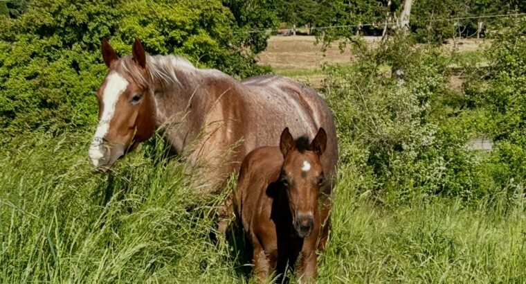 VS Flatline/RL Best Of Sudden mare in foal to MMWW