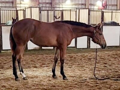 Made Four Sleep Yearling Filly by Made Four It
