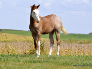 Double Registered Filly by FM COTTONWOOD