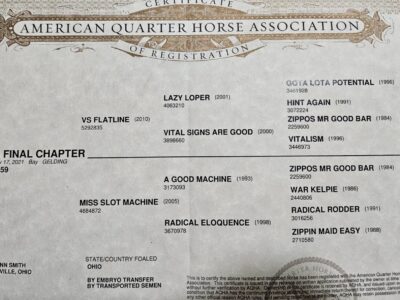 VS Flatline x Good Machine Gelding