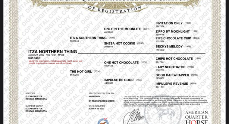 Its A Southern Thing 3YO Mare