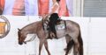 Its A Southern Thing 3YO Mare