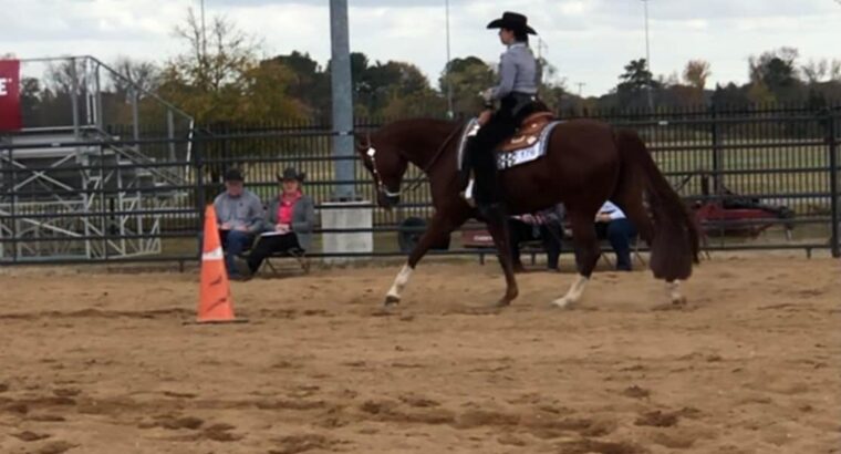 Rockn Some Glamour – All- Around mare