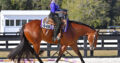 High End All-Around Gelding