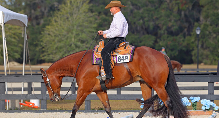 High End All-Around Gelding