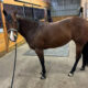 Royally Bred Western Pleasure Mare