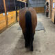 Royally Bred Western Pleasure Mare