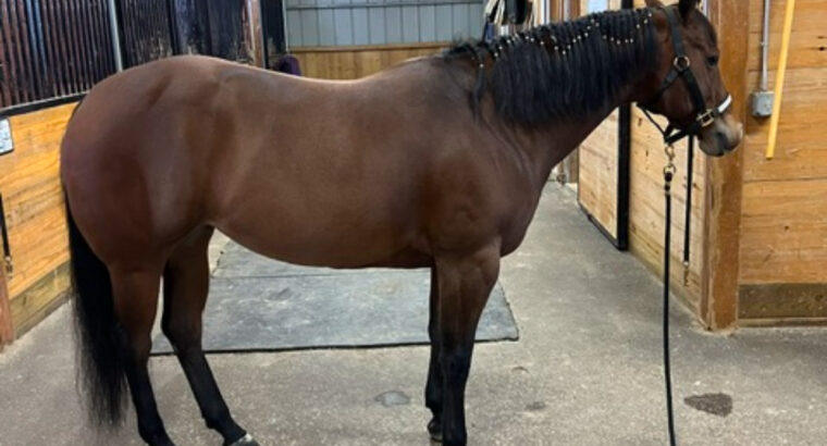 Royally Bred Western Pleasure Mare