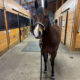 Royally Bred Western Pleasure Mare