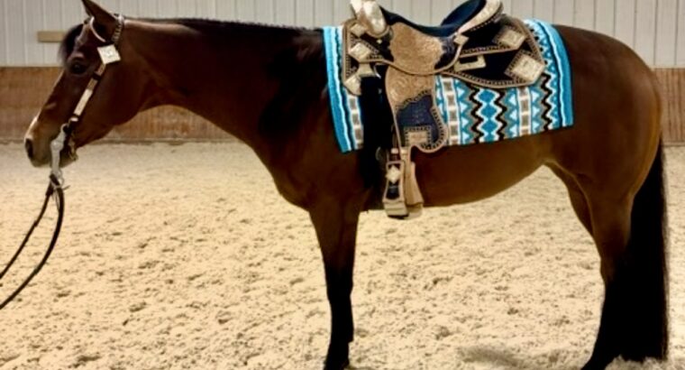 Royally Bred Western Pleasure Mare