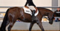 3YO I Am The Party Gelding