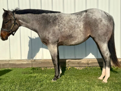 2YO VS Goodride Roan Mare