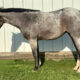 2YO VS Goodride Roan Mare