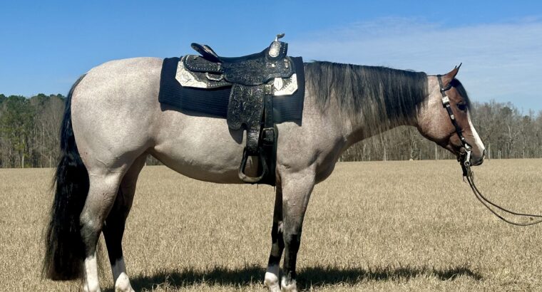 Stunning 2020 Bay Roan AQHA Filly by VS GoodRide