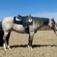 Stunning 2020 Bay Roan AQHA Filly by VS GoodRide