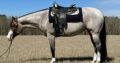 Stunning 2020 Bay Roan AQHA Filly by VS GoodRide