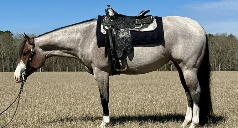Stunning 2020 Bay Roan AQHA Filly by VS GoodRide