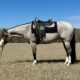 Stunning 2020 Bay Roan AQHA Filly by VS GoodRide