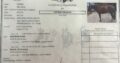 Triple Registered Machine Made All-Around Gelding