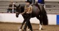 APHA Walk Trot All-Around Mare