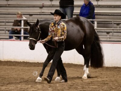 APHA Walk Trot All-Around Mare