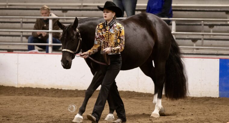 APHA Walk Trot All-Around Mare