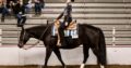 APHA Walk Trot All-Around Mare