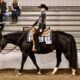 APHA Walk Trot All-Around Mare