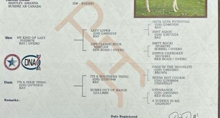 Double AQHA/APHA 2YO Fancy Prospect