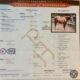 A Scenic Impulse APHA All-Around Prospect