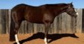 A Scenic Impulse APHA All-Around Prospect