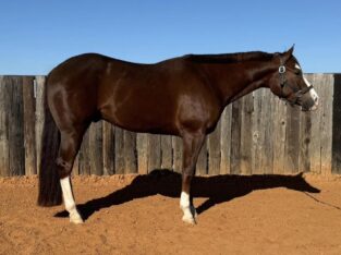 A Scenic Impulse APHA All-Around Prospect