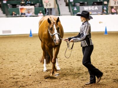 APHA All-Around Mare