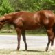 KM Give Me The Best – Yearling Filly