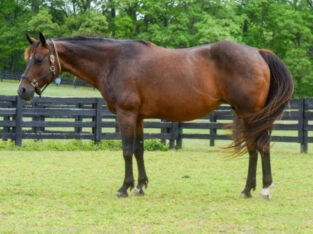 3-In-One Package – RL Best Of Sudden Broodmare