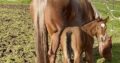 Gorgeous Makin Me Willy Wild filly out of a VSF/RL