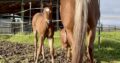 Gorgeous Makin Me Willy Wild filly out of a VSF/RL