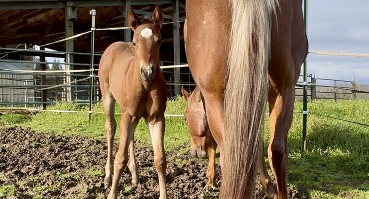 Gorgeous Makin Me Willy Wild filly out of a VSF/RL
