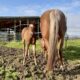 Gorgeous Makin Me Willy Wild filly out of a VSF/RL