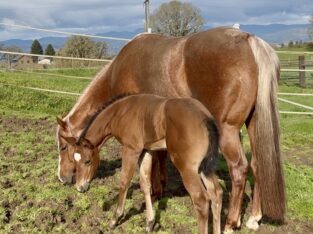 Gorgeous Makin Me Willy Wild filly out of a VSF/RL