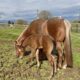 Gorgeous Makin Me Willy Wild filly out of a VSF/RL