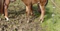 Gorgeous Makin Me Willy Wild filly out of a VSF/RL