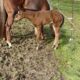 Gorgeous Makin Me Willy Wild filly out of a VSF/RL