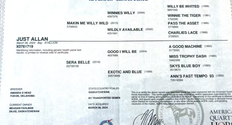 Makin Me Willy Wild x Good I Will Be – Gelding